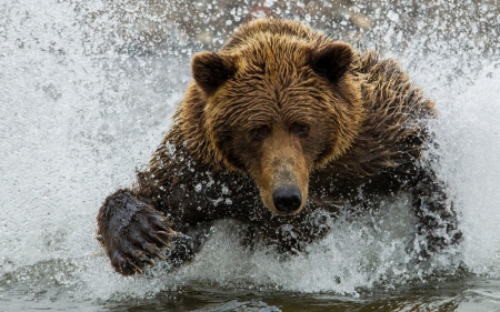 bath time - bear, splash, water, brown