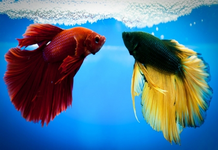 Betta Fish - red, fish, betta, aquarium, male