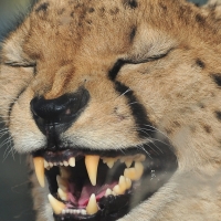 Sneezing