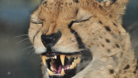 Sneezing - cheetah, predators, wilderness, cat, nature, cute, wild cat, animals, wildlife, wild, wallpaper, big cat