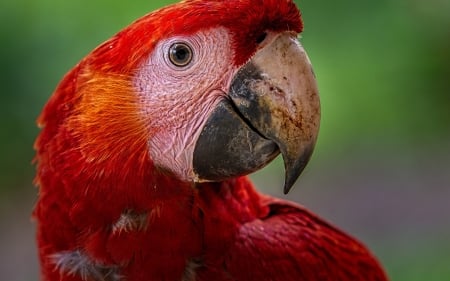 â™¥ï¸ - bokeh, feathers, bird, parrot