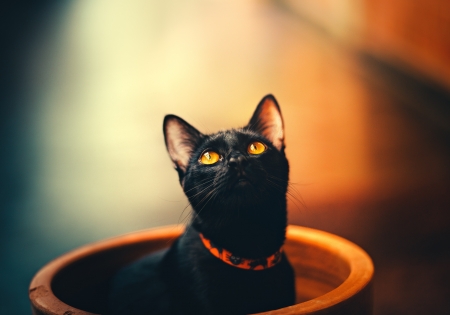 Black cat - black, wildlittlethingsphoto, pisici, orange, cat