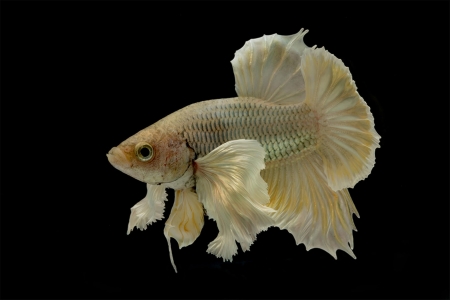 Betta Fish - Betta, Aquarium, White, Fish