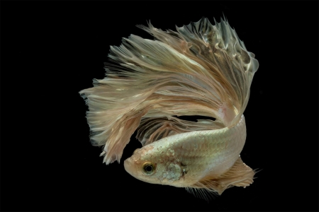 Betta Fish - Betta, Aquarium, White, Fish