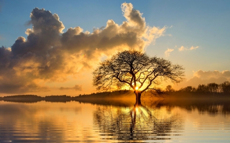 sunset tree - nature, sunset, trees, photo