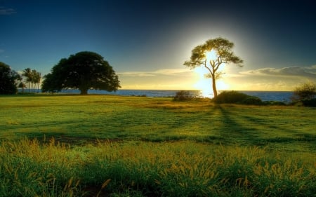 Sunrise - field, 4K, tree, sun