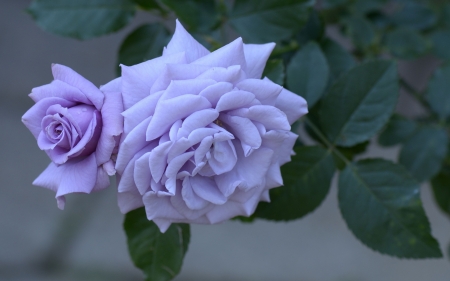 Blue roses - trandafir, rose, blue, flower