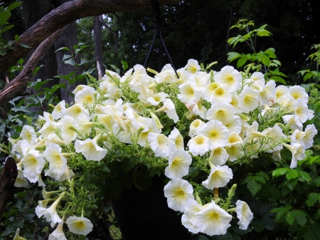 Basket Of Petunias - Summer, Nature, Flowers, Petunias, Photography