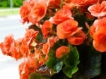 Raindrops On Begonias