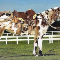 Rare Colored Horses