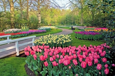 Springtime at Keukenhof Gardens - netherlands, fence, trees, tulips, daffodils, flowers