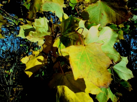 Autumn maple leaves - autumn leaves, maple leaves, autumn maple leaves, autumn maple