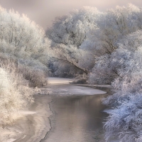 Frosted Shrubs