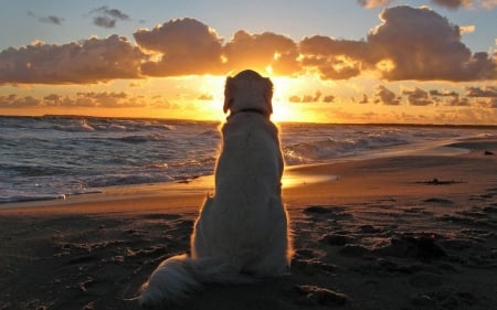 Dog Watching the Sunset - ocean, calming, dog, sunset, watching, sand