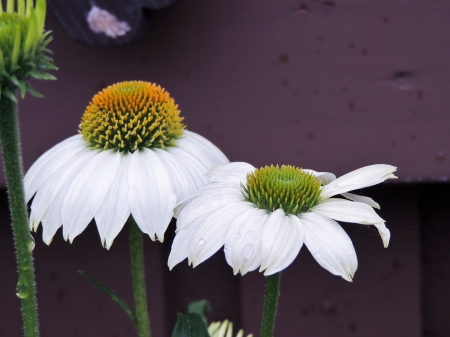 Echinacea Flowers - nature, photography, summer, flowers, echinacea flowers