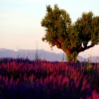 Lavender And Tree In Field