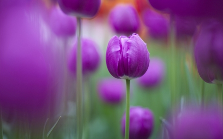 Lovely purple tulips - hd, nature, purple, pretty, tulips, flowers