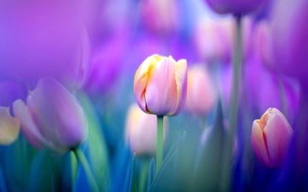 Wonderful Tulips