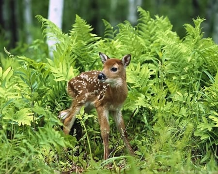 Fawn - field, spring, fawn, HD