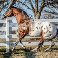 Appaloosa Stallion Horse