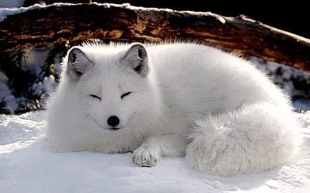 Snow Fox - white, fox, cold, animals, snow