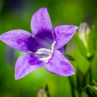 PURPLE BELL FLOWER