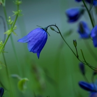 BELLFLOWER