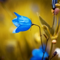 BLUEBELL