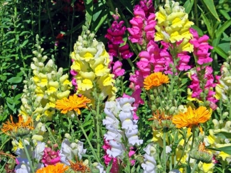 SNAPDRAGON FLOWERS - image, flower, nature, pretty