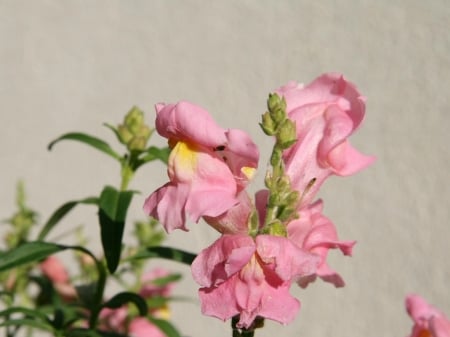 SNAPDRAGON FLOWERS - IMAGE, PINK, FLOWERS, PRETTY