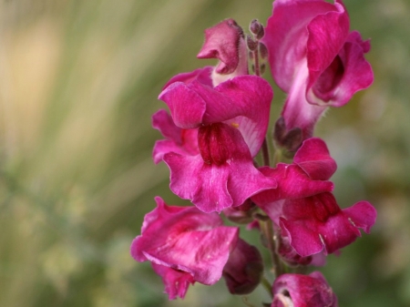 SNAPDRAGON FLOWERS - nature, image, flowers, pretty