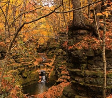 Natural beauty... - stream, branches, trees, twigs