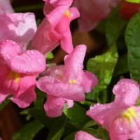 SNAPDRAGON FLOWERS