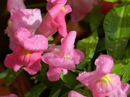 SNAPDRAGON FLOWERS - flowers, image, nature, pretty