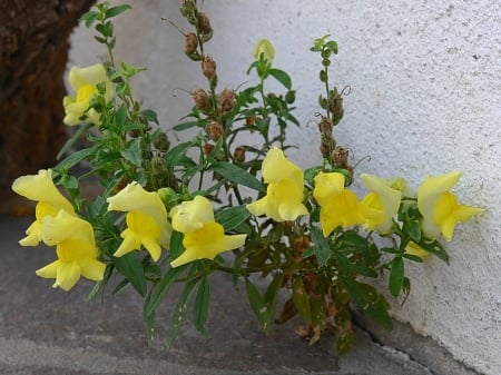 SNAPDRAGON FLOWERS - IMAGE, NATURE, FLOWERS, PRETTY