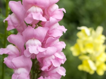 SNAPDRAGON FLOWERS - IMAGE, NATURE, FLOWERS, PRETTY