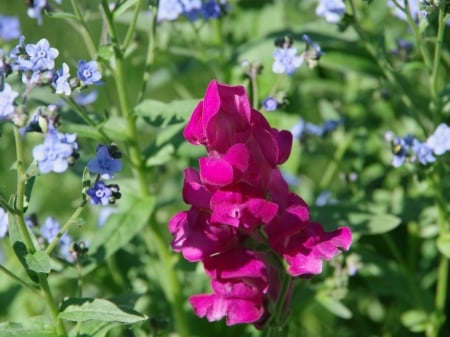 SNAPDRAGON FLOWERS - IMAGE, NATURE, FLOWERS, PRETTY