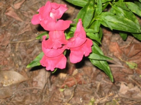 SNAPDRAGON FLOWERS - IMAGE, NATURE, FLOWERS, PRETTY