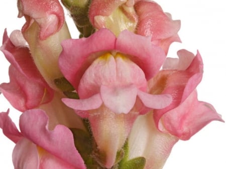 SNAPDRAGON FLOWERS - IMAGE, NATURE, FLOWERS, PRETTY