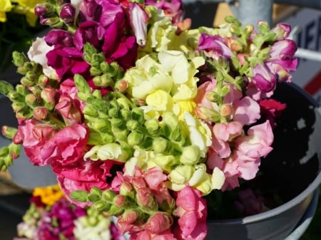 SNAPDRAGON FLOWERS