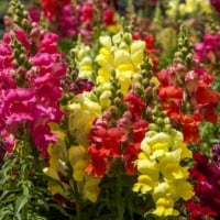 SNAPDRAGON FLOWERS