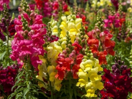 SNAPDRAGON FLOWERS - IMAGE, NATURE, FLOWERS, PRETTY