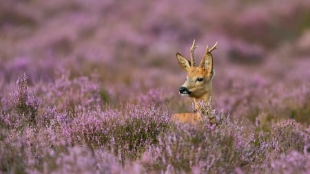 Deer - cerb, caprioara, animal, deer, cute, field, pink