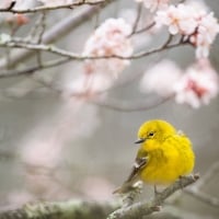 Yellow bird