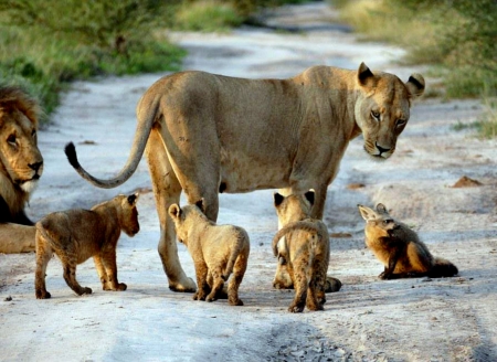 Lion Family Baby Red Fox