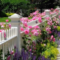 Pink Snapdragons And Ornamental Fence Posts