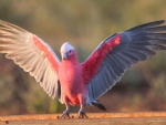 Galah