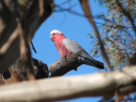 Galah - australian, native, galah, parrot