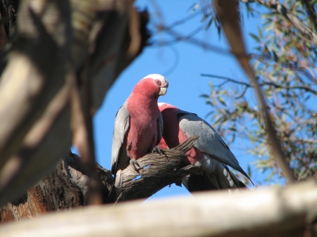 A Pair Of Galahs - pair, of, galahs, a