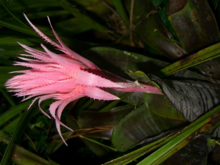 BROMELIAD - image, flower, nature, pretty